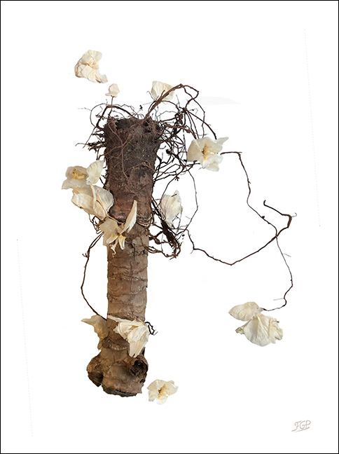 Yuka01fleur_defpetit